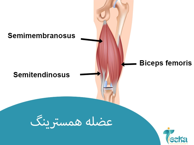 عضله همسترینگ